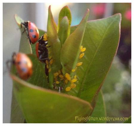 ladybugs eating pesky aphids