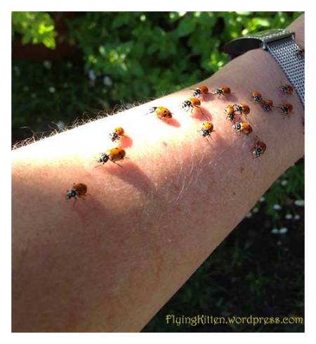 letting the ladybugs go in my yard